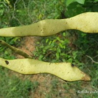 Gliricidia sepium (Jacq.) Steud.